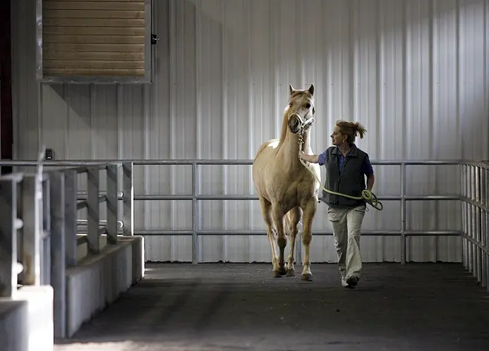 UofM Equine 04